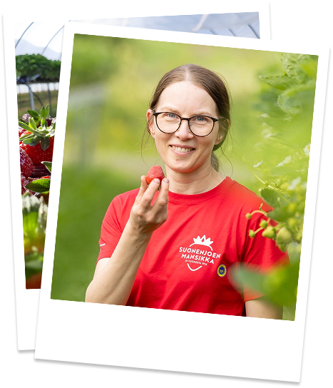 Suonenjoen Mansikka - viljelijä mansikkapellolla