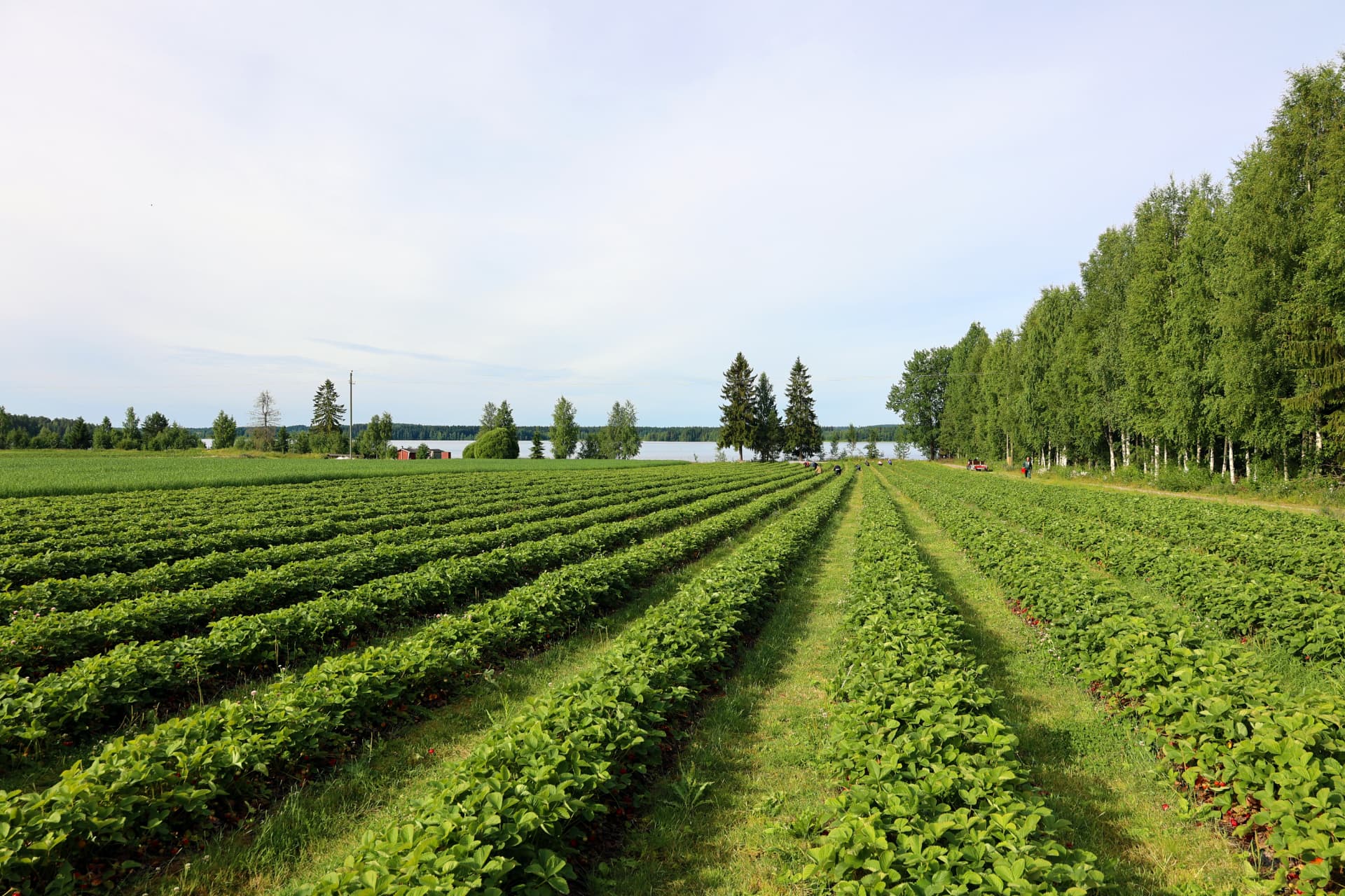 Mansikkapelto kesäaurinkoisena päivänä Suonenjoella